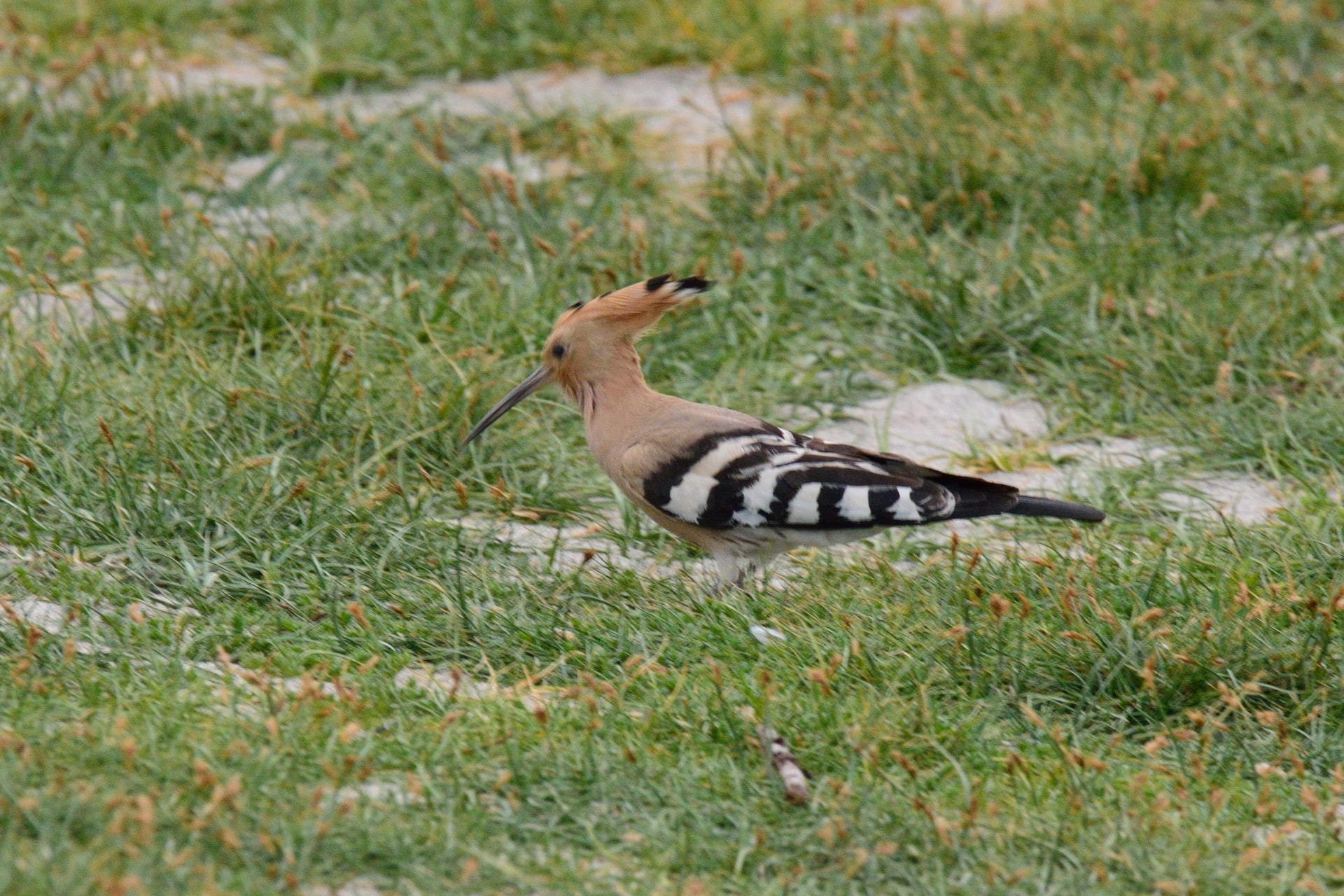 Eurasian Hoopoe
